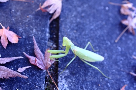 カマキリ　秋