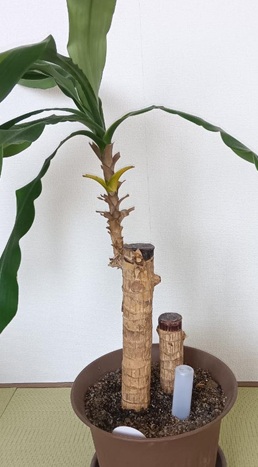 幸福の木