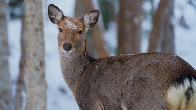 エゾシカ,シカ,北海道,