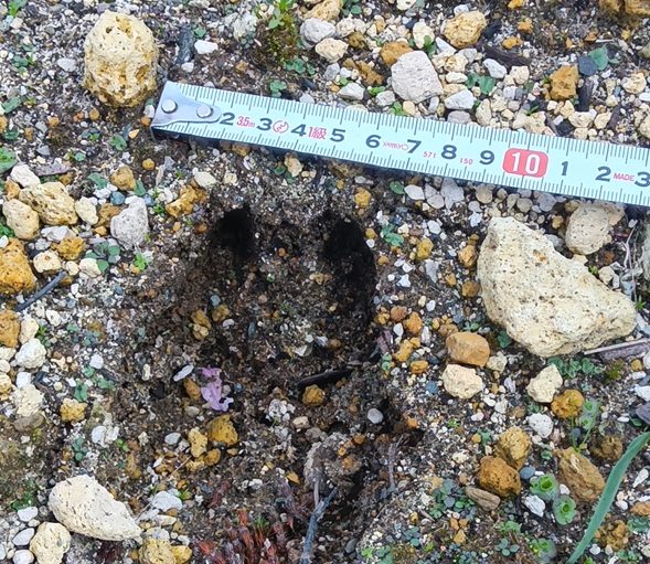 シカ　鹿　足跡